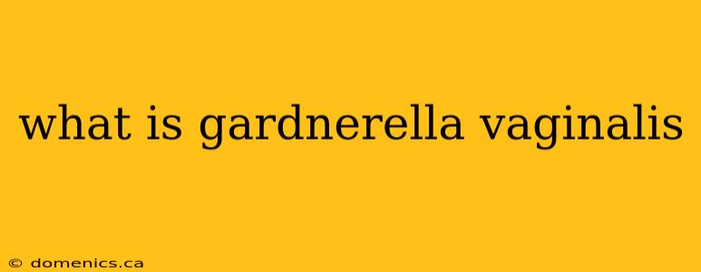 what is gardnerella vaginalis
