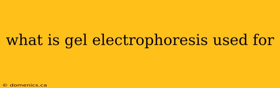 what is gel electrophoresis used for