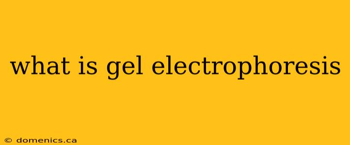 what is gel electrophoresis