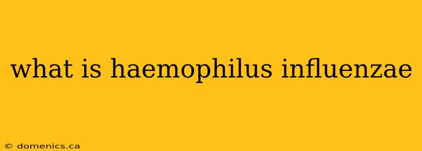 what is haemophilus influenzae