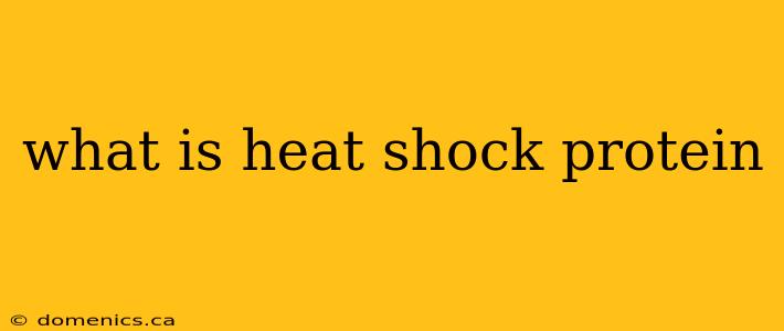 what is heat shock protein