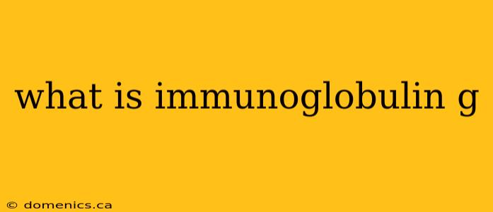 what is immunoglobulin g