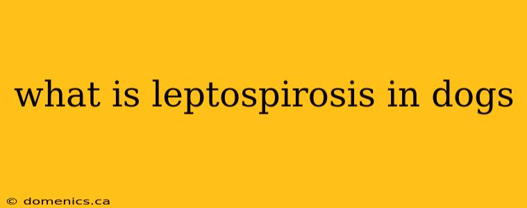 what is leptospirosis in dogs