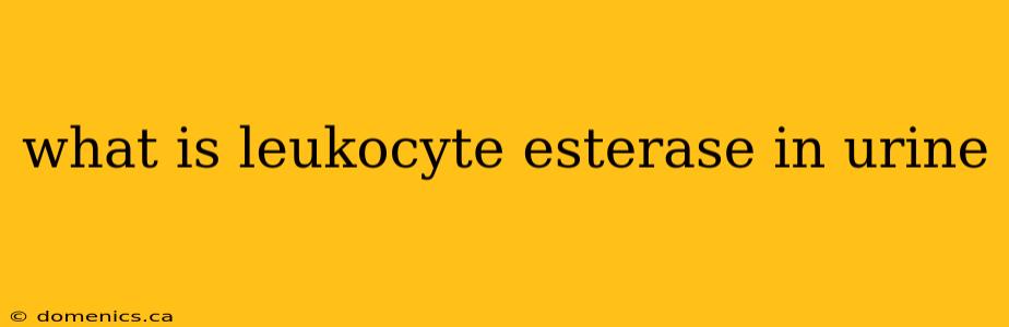 what is leukocyte esterase in urine