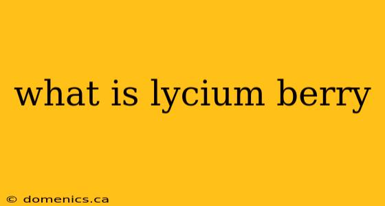 what is lycium berry