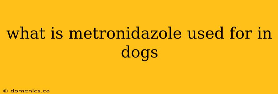 what is metronidazole used for in dogs