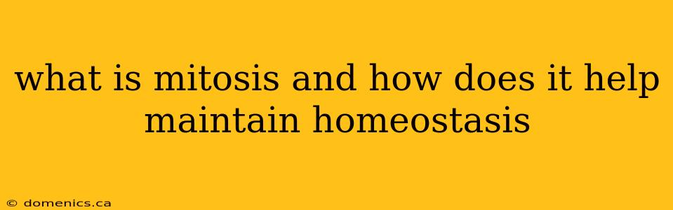 what is mitosis and how does it help maintain homeostasis