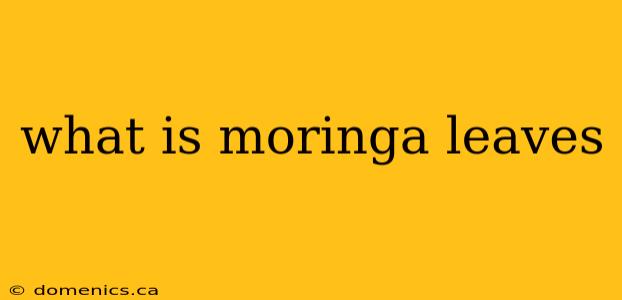 what is moringa leaves