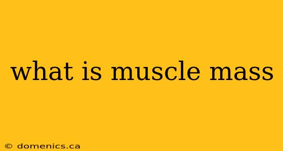 what is muscle mass