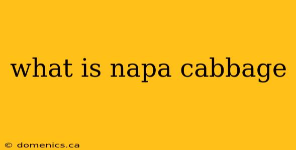 what is napa cabbage