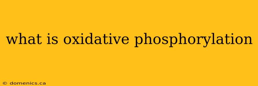 what is oxidative phosphorylation