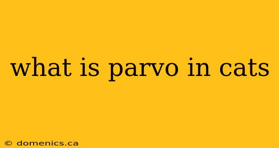 what is parvo in cats