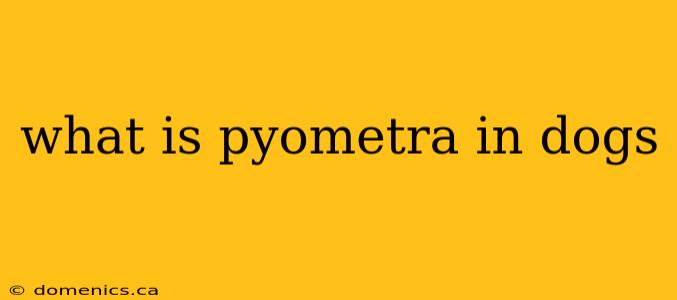 what is pyometra in dogs