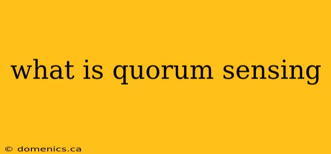 what is quorum sensing