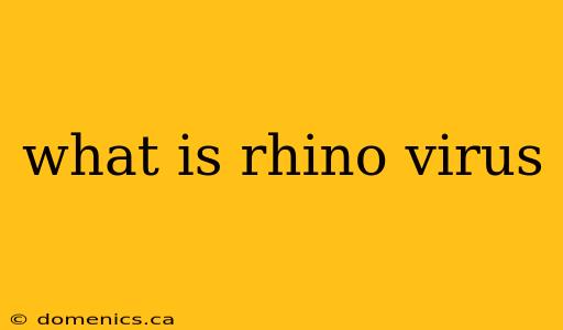 what is rhino virus