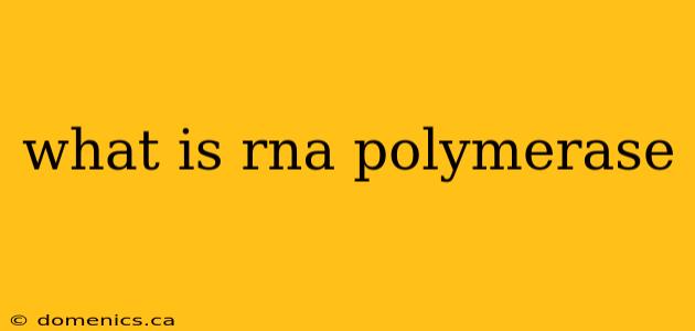 what is rna polymerase