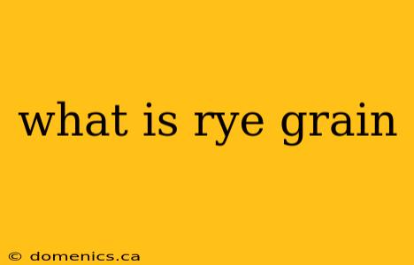 what is rye grain