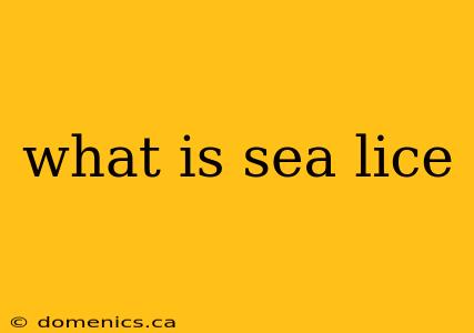 what is sea lice