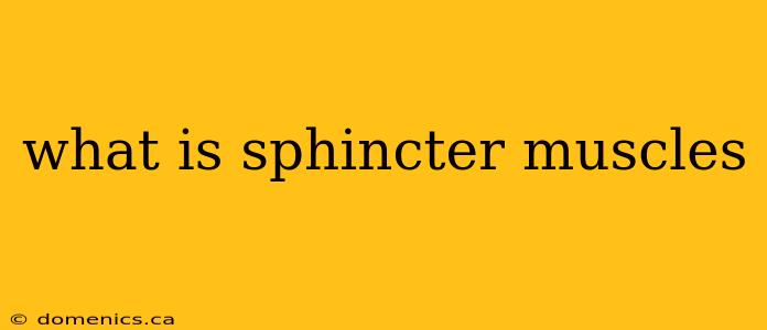 what is sphincter muscles