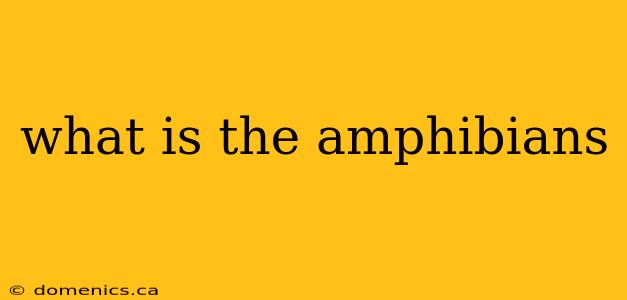 what is the amphibians