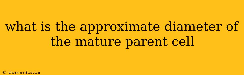 what is the approximate diameter of the mature parent cell