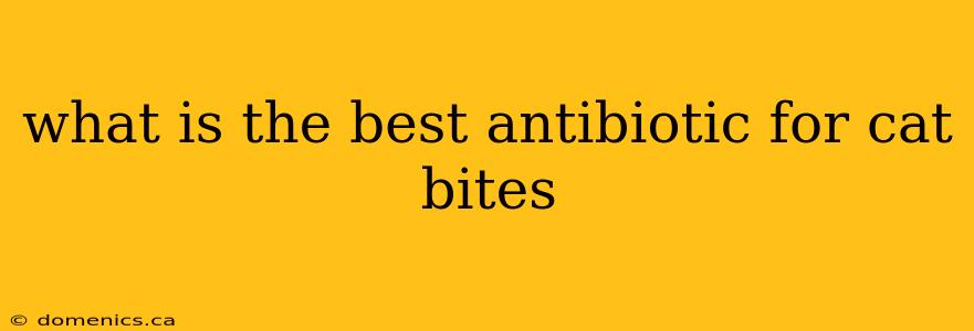 what is the best antibiotic for cat bites