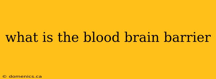 what is the blood brain barrier