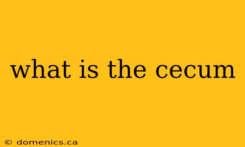 what is the cecum