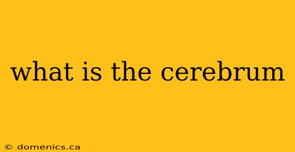 what is the cerebrum