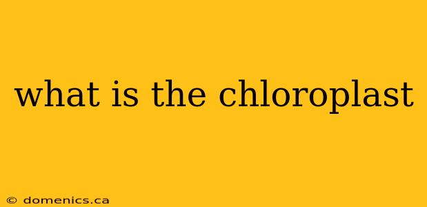 what is the chloroplast