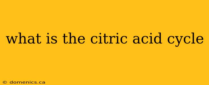 what is the citric acid cycle