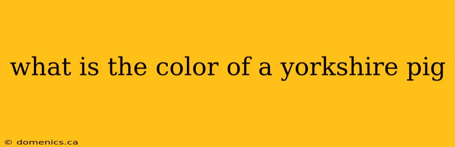 what is the color of a yorkshire pig