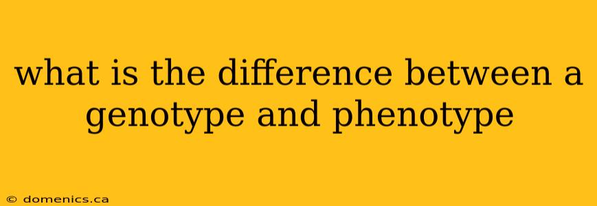 what is the difference between a genotype and phenotype