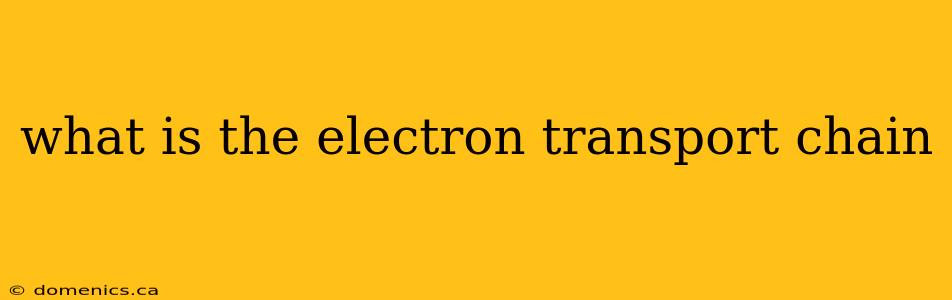 what is the electron transport chain