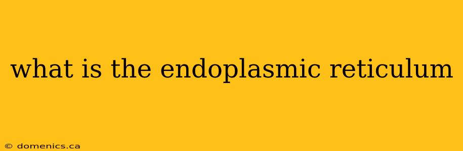 what is the endoplasmic reticulum