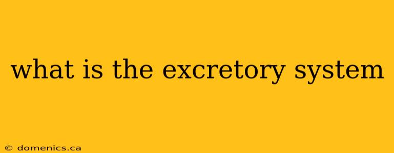 what is the excretory system