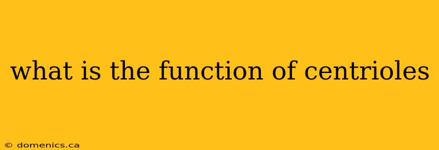 what is the function of centrioles