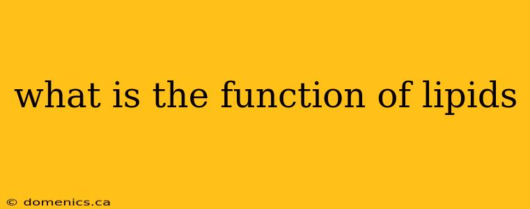 what is the function of lipids