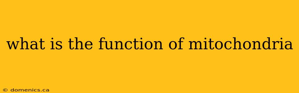 what is the function of mitochondria