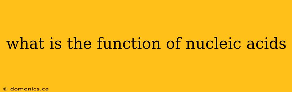 what is the function of nucleic acids