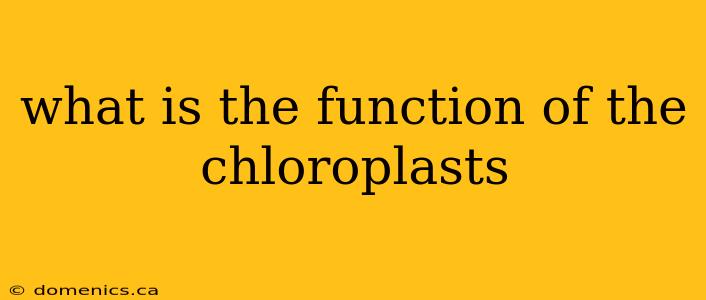 what is the function of the chloroplasts