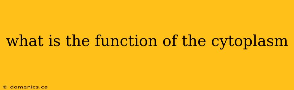 what is the function of the cytoplasm