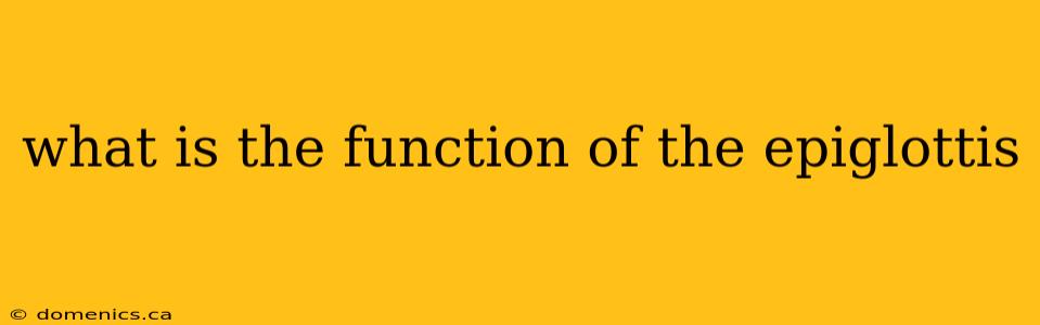 what is the function of the epiglottis