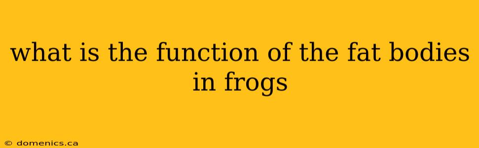 what is the function of the fat bodies in frogs