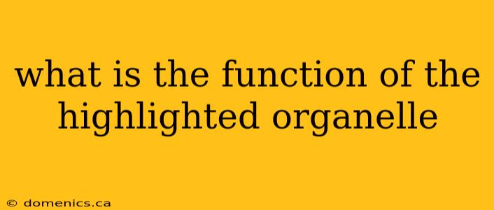 what is the function of the highlighted organelle