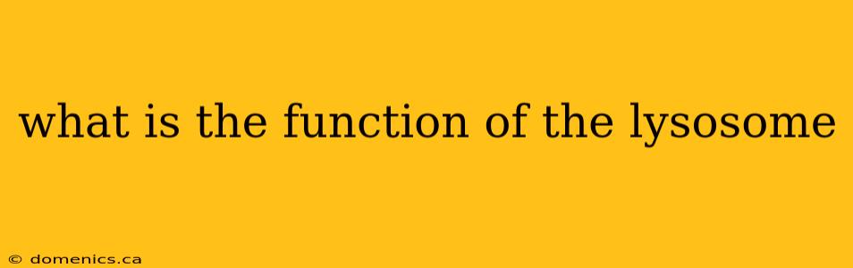 what is the function of the lysosome