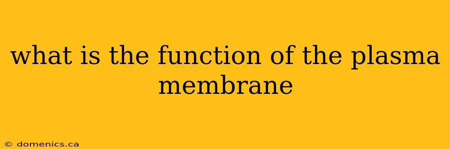 what is the function of the plasma membrane