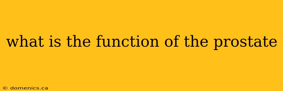 what is the function of the prostate