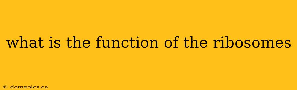 what is the function of the ribosomes