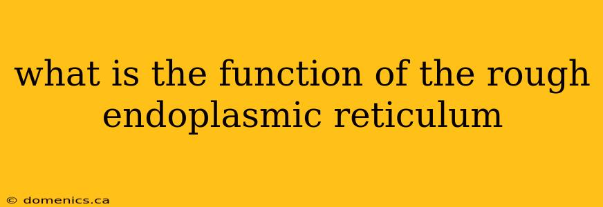 what is the function of the rough endoplasmic reticulum